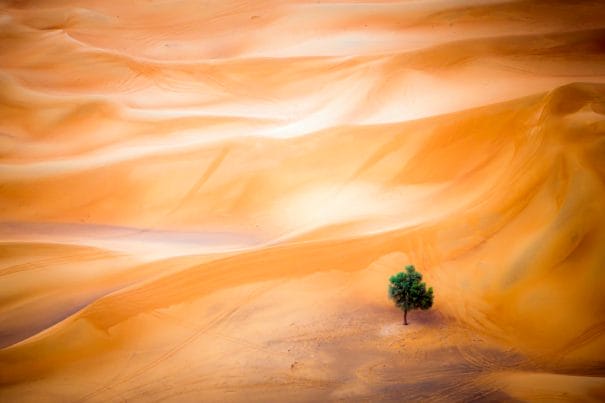 Tájkép kategória nyertese Mark Seabury: Anthel tamariszkusz a Dubai sivatagban