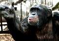 Spindler Zsolt: Csimpánzok közel és távol