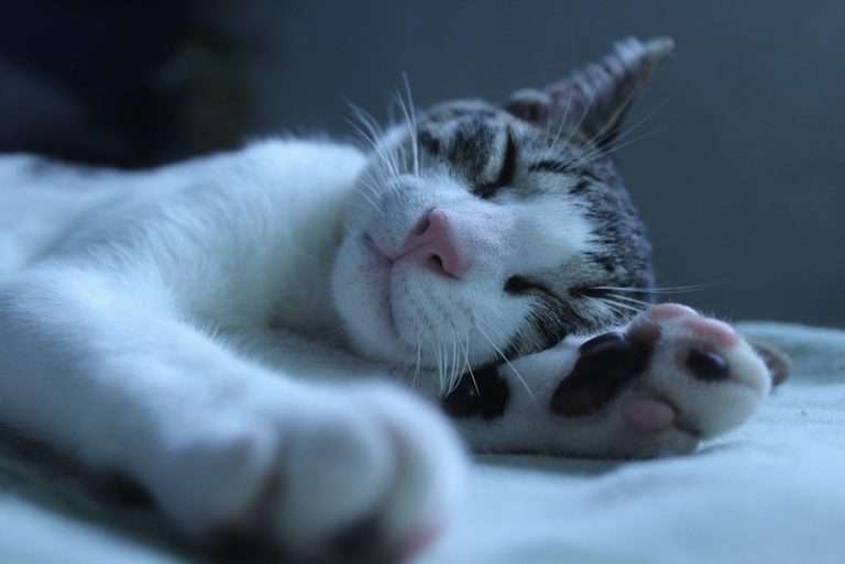 sleepingcat-photodanielguimaraesflickr.jpg