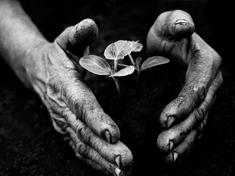 Eifert János: A Kertész-keze 1978 Tarnaméra