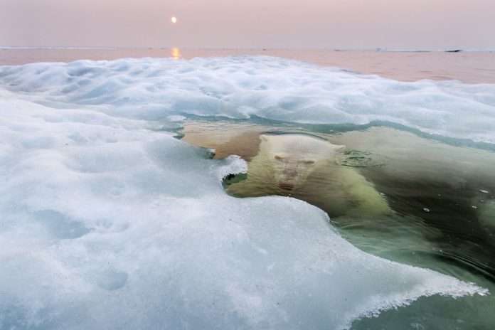  Paul Souders: Ice Bear - fődíj és Természet kategória 1. helyezett 