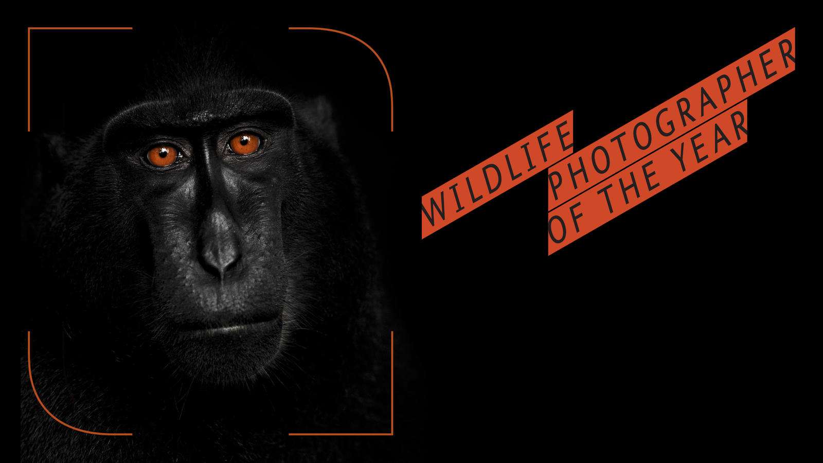 wpy-51-macaque-marketing-image.jpg