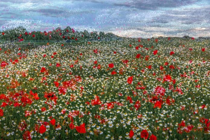 LN Layers Of Time POPPY FIELD -PIPACSTENGER