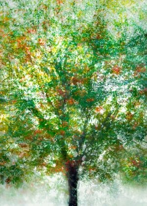 LN Layers Of Time ROWAN TREE - BERKENYEFA