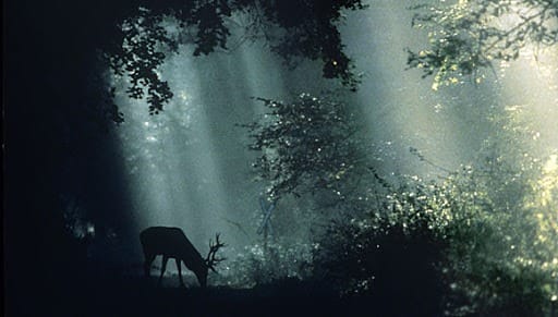 Szent Iván éji túra – az éjszakai erdő