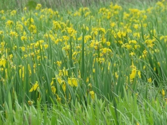 Sárga virágtenger a dél-alföldi tájakon