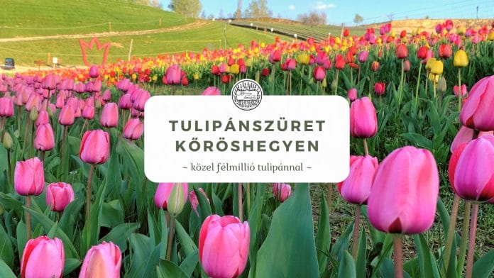 2022. Tulipánszüret Kőröshegyen – Két, fotózás céljára elkülönített tulipánmezővel