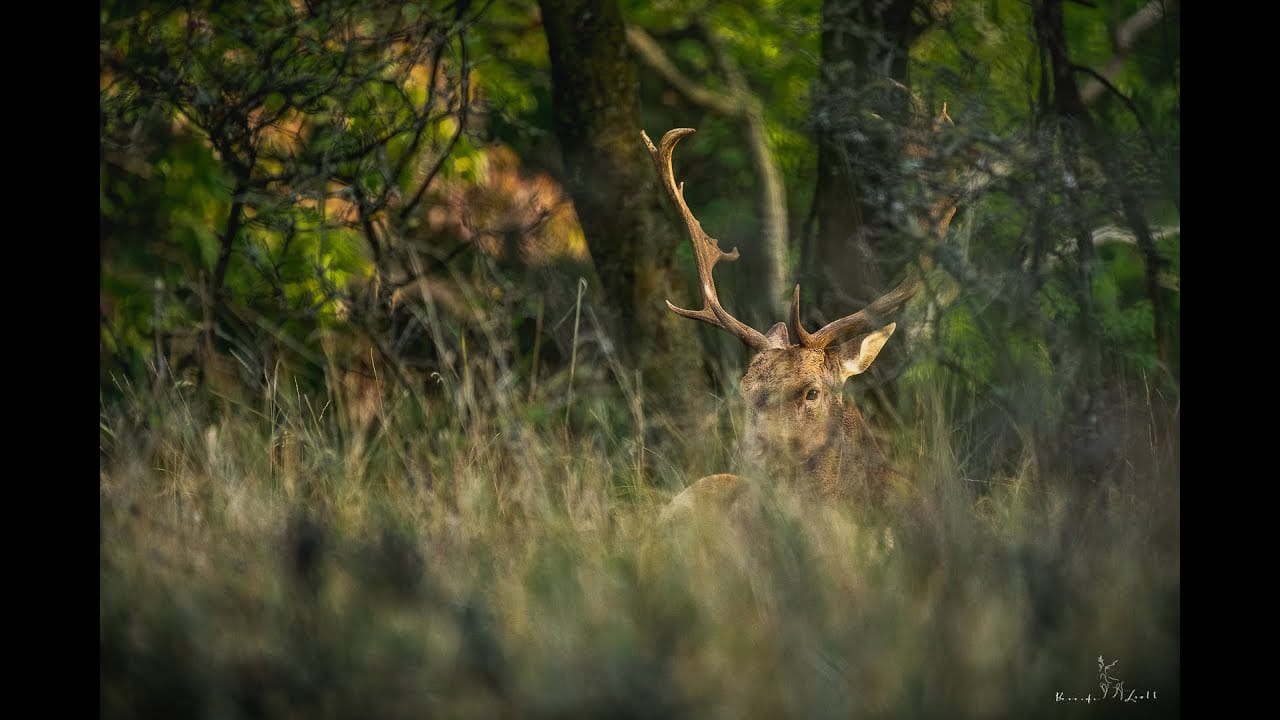 Vlogajánló: Egy vadfotós naplói – nyolcadik rész (Dámok lábnyomába lépve)