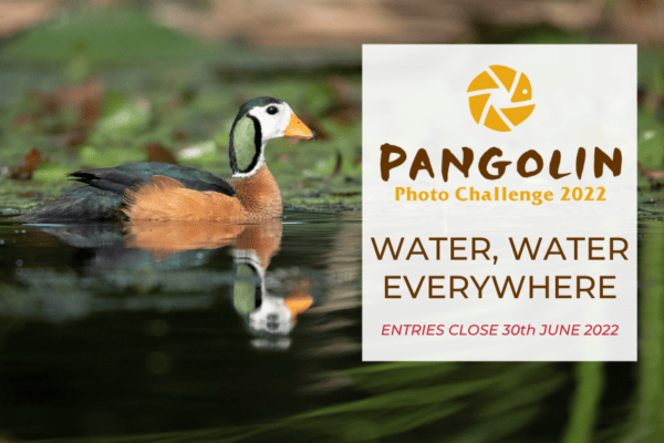 Water Water Everywhere – Pangolin Photo Challenge